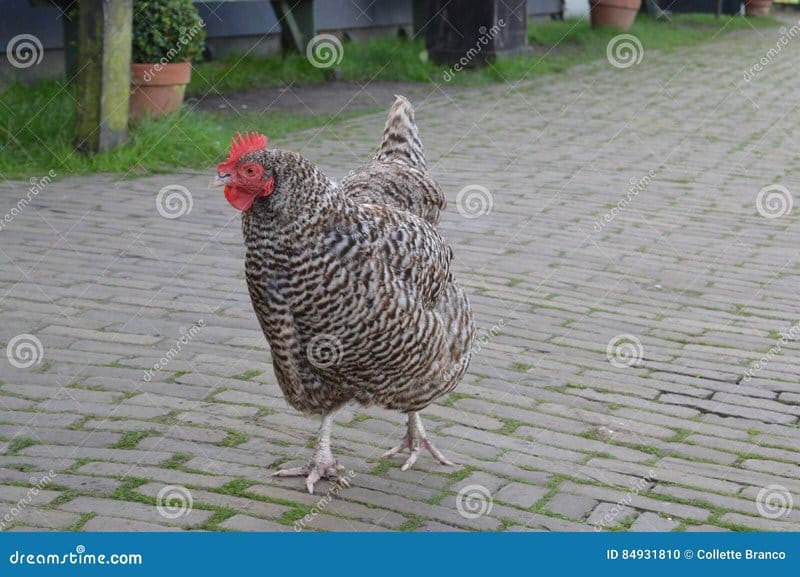 Image: Ontdek de Gokkast van het Jaar: Het Populaire Chicken Road Spel in Nederland